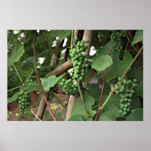 Grapes Poster