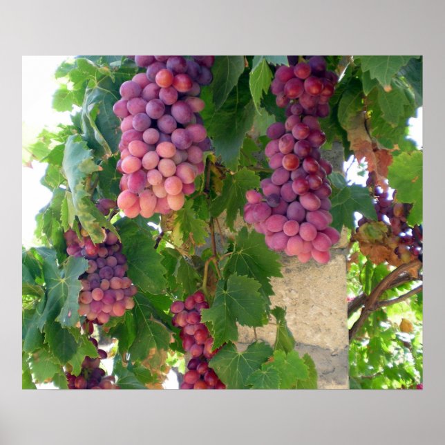 Grapes Poster (Front)