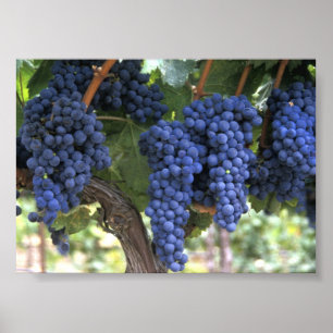 Grapes Ready for Harvest Poster