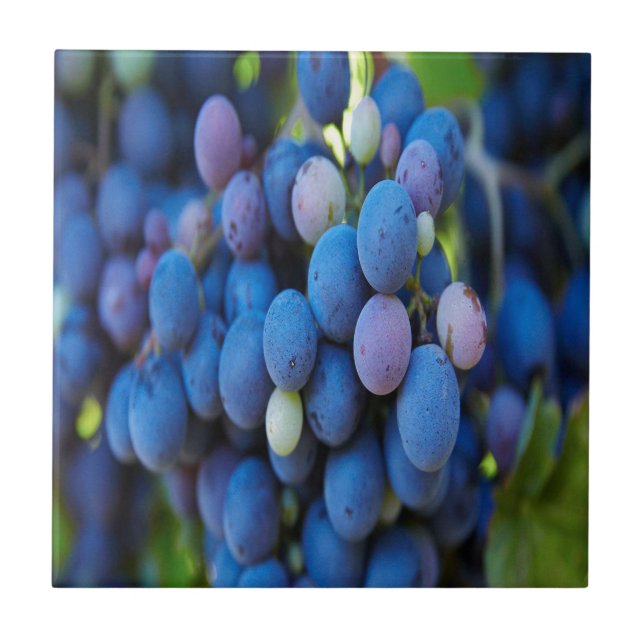 Grapes Tile (Front)