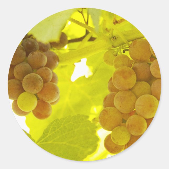 Grapes Vine Fine Art Classic Round Sticker (Front)