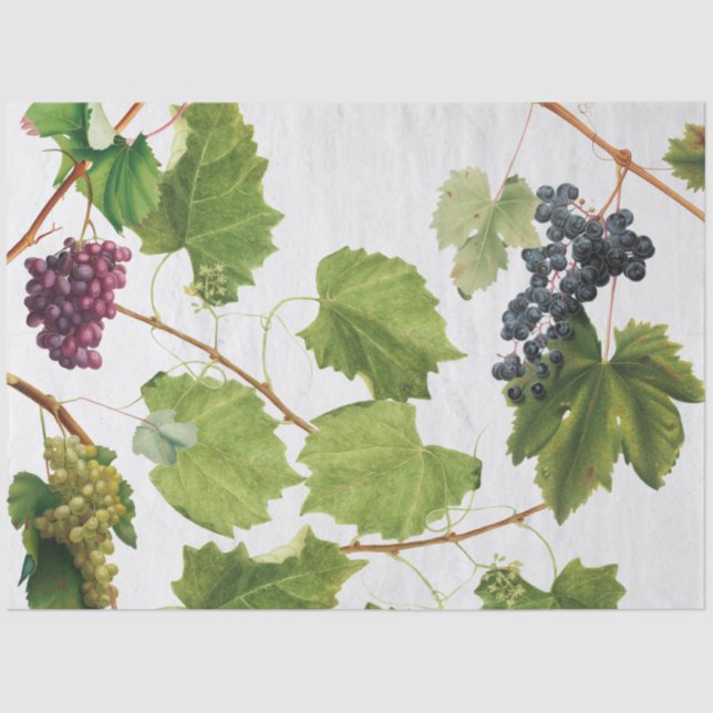 Grapes Vineyard Mediterranean Greek Island  Tissue Paper (Front)