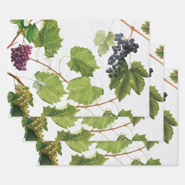 Grapes Vineyard Mediterranean Greek Island  Wrapping Paper Sheet (Set)
