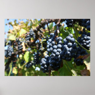 Grapes Vineyard Poster