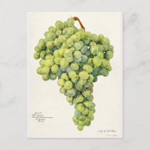 Grapes (Vitis) Fruit Watercolor Painting Postcard