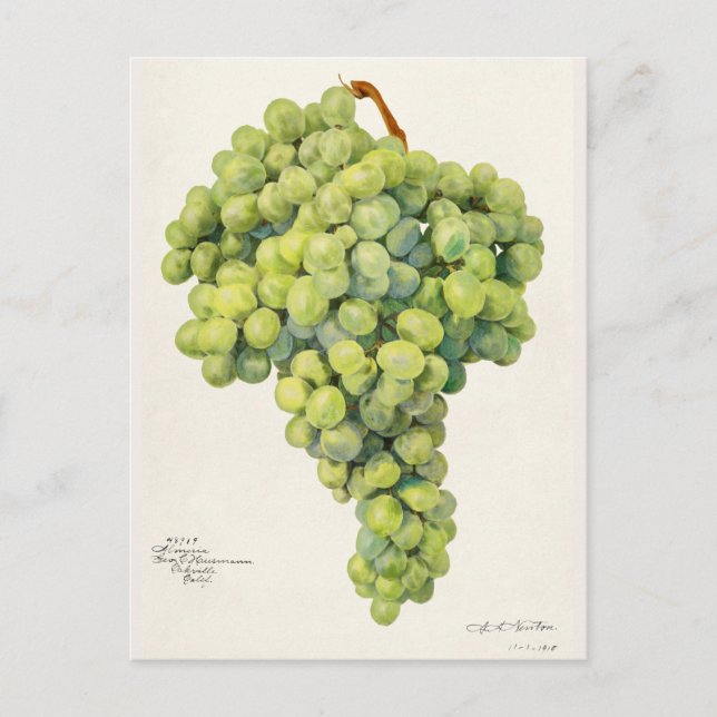 Grapes (Vitis) Fruit Watercolor Painting Postcard (Front)