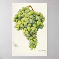 Grapes (Vitis) Fruit Watercolor Painting