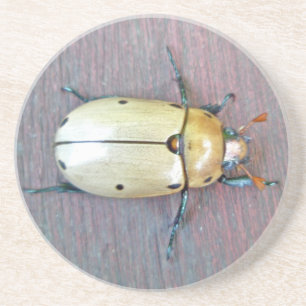 Grapevine Beetle (Pelidnota punctata) Coaster