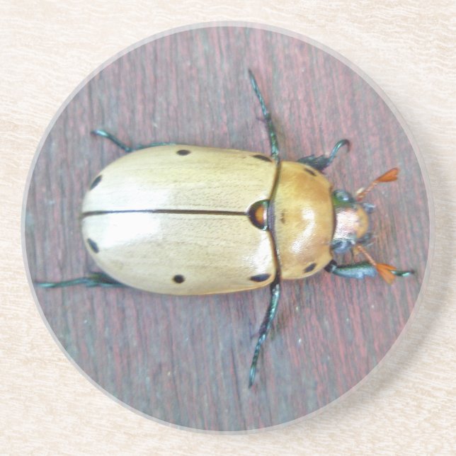 Grapevine Beetle (Pelidnota punctata) Coaster (Front)