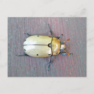 Grapevine Beetle (Pelidnota punctata) Series Postcard
