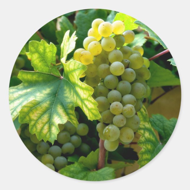 Grapevine Classic Round Sticker (Front)
