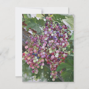 Grapevine Glory — Hyperrealistic Vineyard Art for Postcard