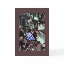 Grapevine Note Card