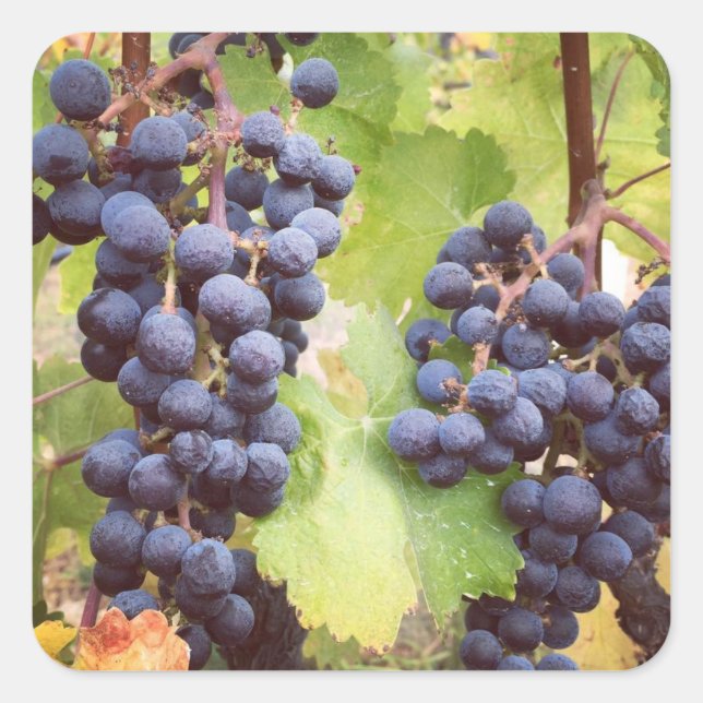 Grapevine Stickers (Front)