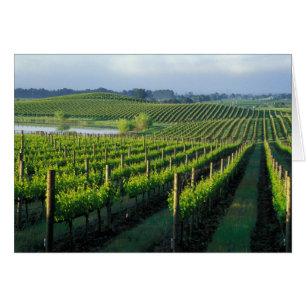 Grapevines in neat rows in California's Napa