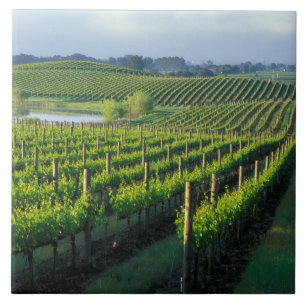 Grapevines in neat rows in California's Napa Ceramic Tile
