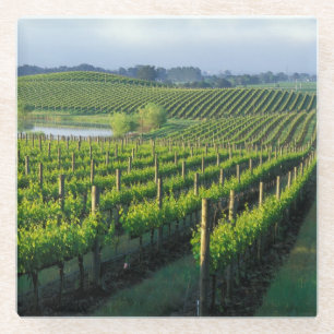 Grapevines in neat rows in California's Napa Glass Coaster