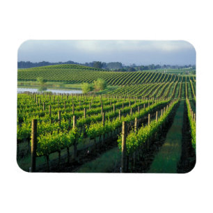 Grapevines in neat rows in California's Napa Magnet