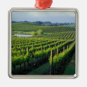 Grapevines in neat rows in California's Napa Metal Ornament