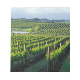 Grapevines in neat rows in California's Napa Notepad