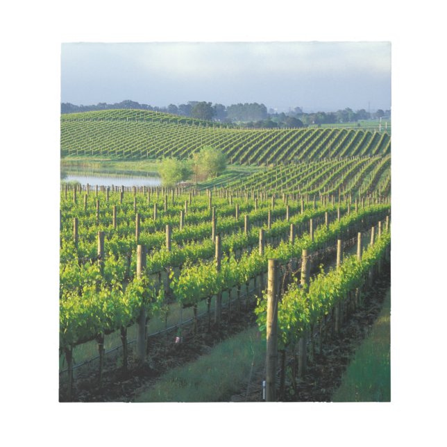 Grapevines in neat rows in California's Napa Notepad (Front)