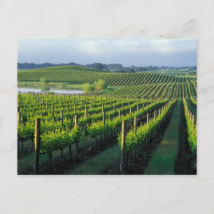 Grapevines in neat rows in California's Napa Postcard