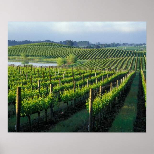 Grapevines in neat rows in California's Napa Poster (Front)