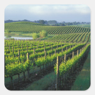 Grapevines in neat rows in California's Napa Square Sticker
