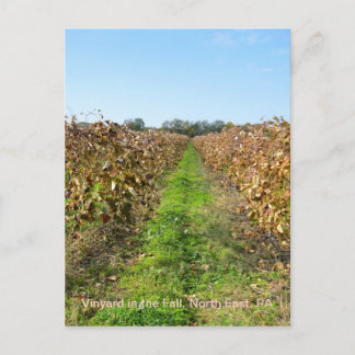 Grapevines in North East PA Postcard