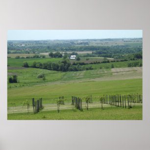 Grapevines Wine Vineyard Photography Poster