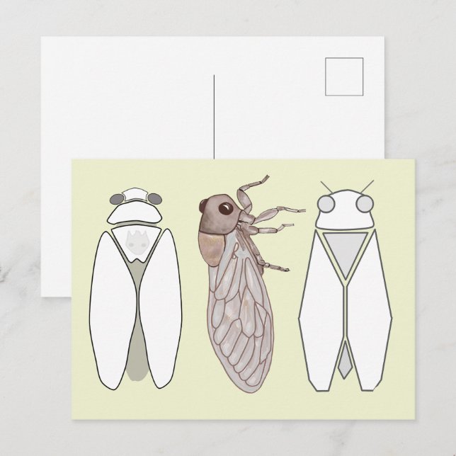 Graphic cicada and cicadetta. postcard (Front/Back)