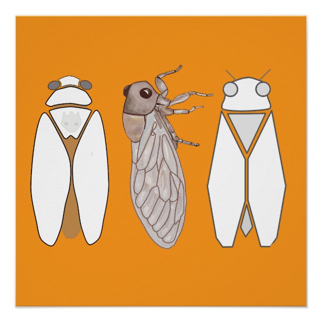 Graphic cicada and cicadetta. poster (Front)