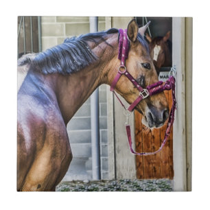 Graphic of horse at barn on tile