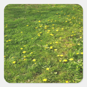 Grass and Dandelions Sticker