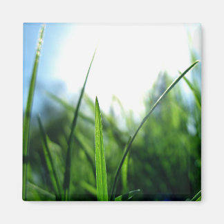 Grass & blue sky magnet