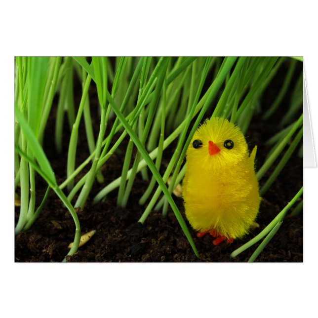 grass chick (Front Horizontal)