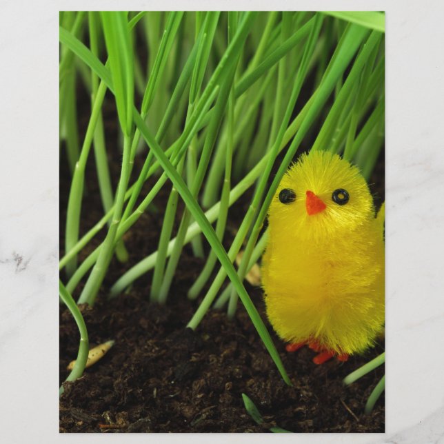 grass chick (Front)