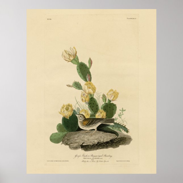 Grass Finch, Bay-winged Bunting, or Vesper Sparrow Poster (Front)