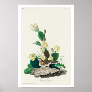 Grass Finch, or Bay-winged Bunting by Audubon Poster