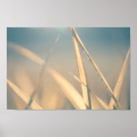 Grass Floral Nature Photo