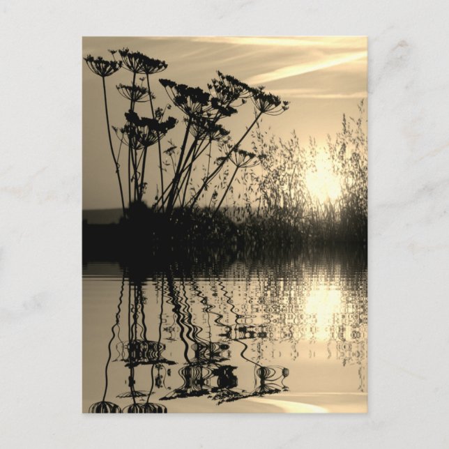 Grass in the sunset above water with reflection postcard (Front)