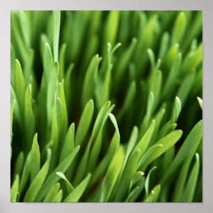 Grass Poster