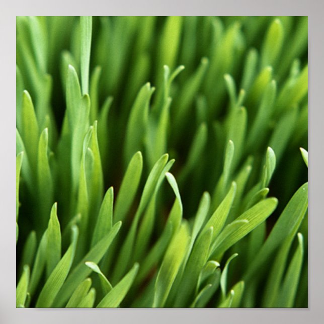 Grass Poster (Front)