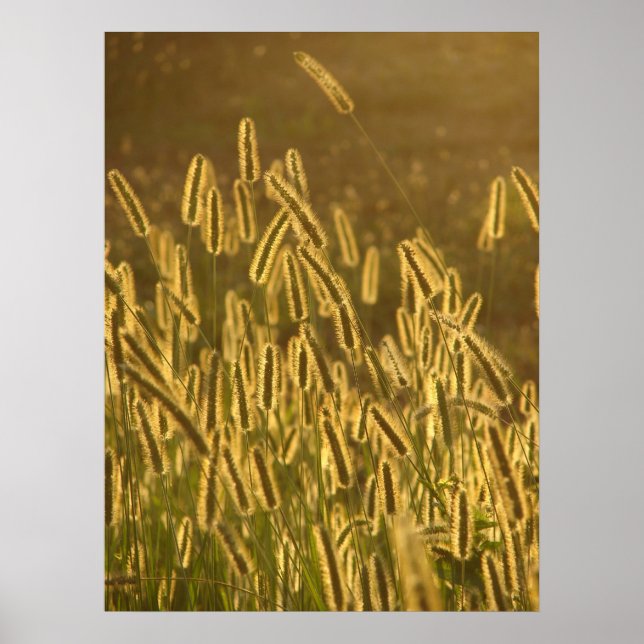 Grass Seed Heads at Sunset Poster (Front)