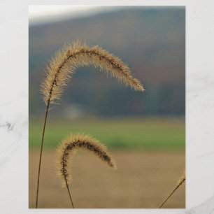 Grass Seed Stalks