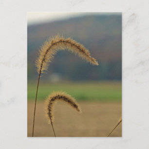 Grass Seed Stalks Postcard