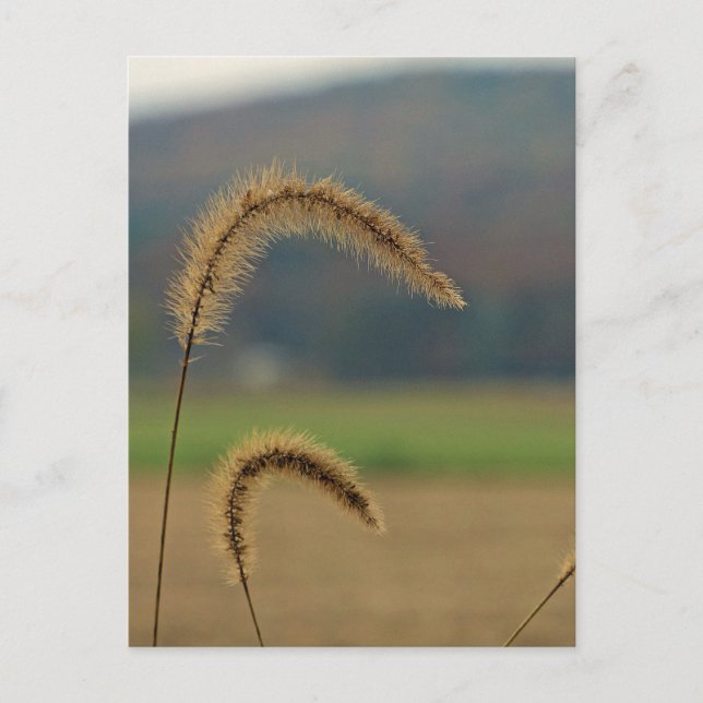 Grass Seed Stalks Postcard (Front)