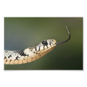 Grass Snake Photo Print