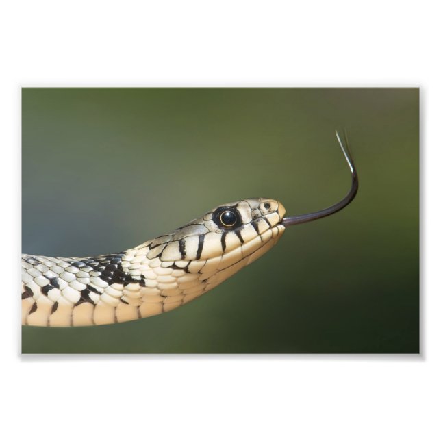 Grass Snake Photo Print (Front)