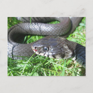 Grass snake postcard